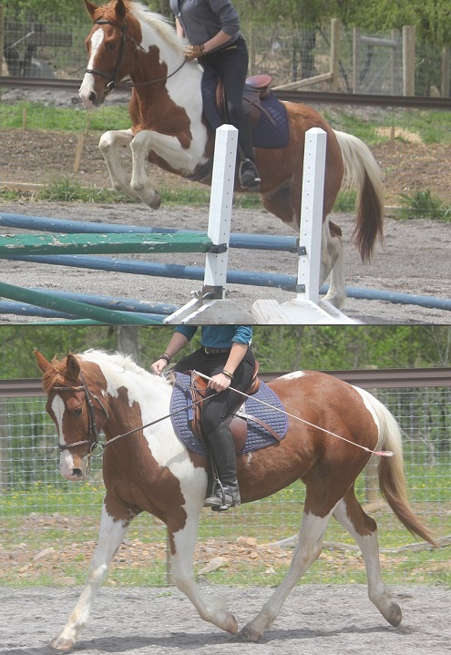  BOMBRPOOF Paint Gelding for sale